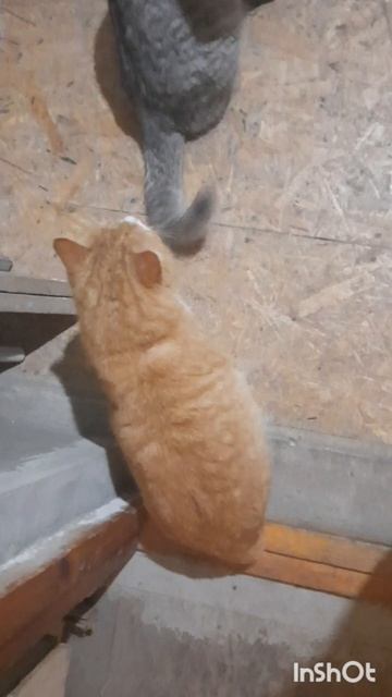 Животные.Сборник интересных моментов из жизни животных.Фильм7.Серия2.Часть3