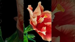 1000006153.mp4христианский канал