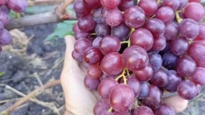 Урожайность Зорро