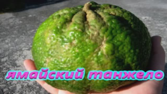 Фрукт Ямайский Танжело