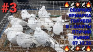 💥🕊💥 Сборная ярмарка голубей в г.Шахты. Птичий рынок 07.12.25. Часть 3. Pigeons Fair. Bird Market.