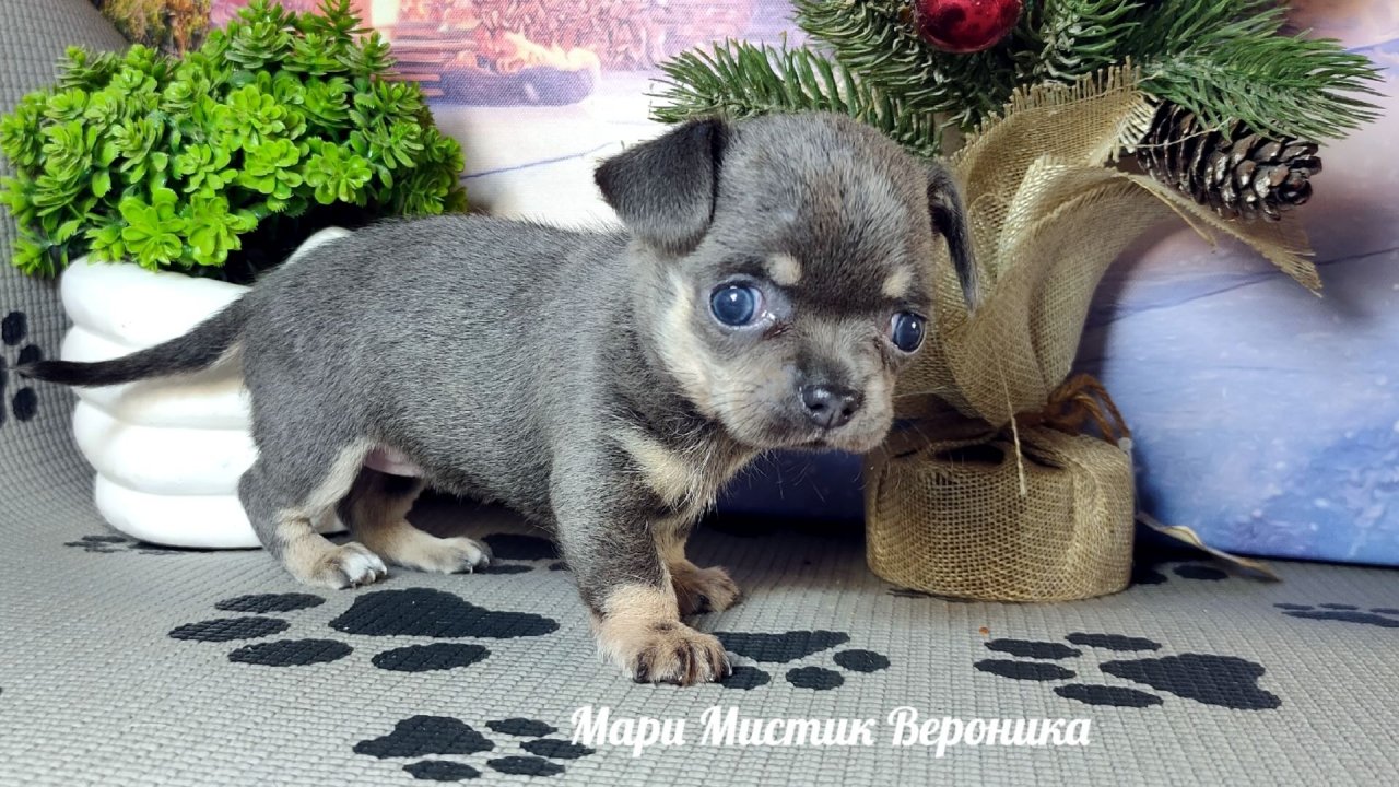 Вероника #цена 50 тр Др 27.10.25 окрас #голубойтриколор +79215950848 #купитьщенкапродам