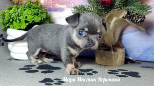 Вероника #цена 50 тр Др 27.10.25 окрас #голубойтриколор +79215950848 #купитьщенкапродам