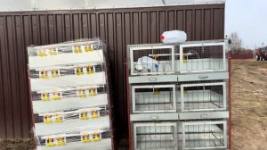 Рабочие будни на ферме! Учусь ли еще на ветеринара? Вывела 300 цыплят, наши козлята разъезжаются!