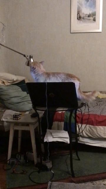 Котёнок Персик-хакер. Эпизод 2