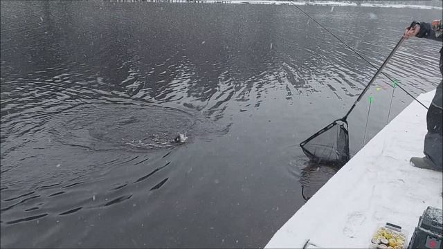 В мороз форель лучше ловить на закидушки. Клёвое место, Лосиный остров, верхний водоём.