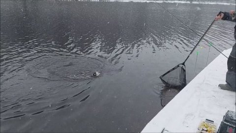 В мороз форель лучше ловить на закидушки. Клёвое место, Лосиный остров, верхний водоём.
