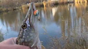 первая зимняя щука 2025