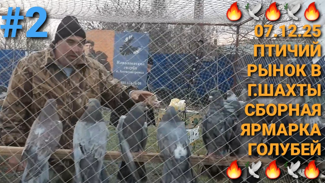 🔥🕊🔥 07.12.25 Птичий рынок в г.Шахты. Сборная ярмарка голубей. Часть 2. Pigeons Fair. Bird Market.
