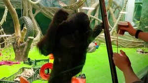 Шимпанзе/Московский зоопарк ( 01.07.2025)