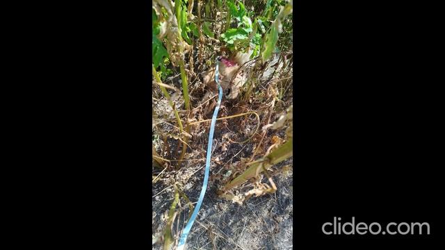 clideo_editor_302546f9803a46998f2760d0c06dbde2