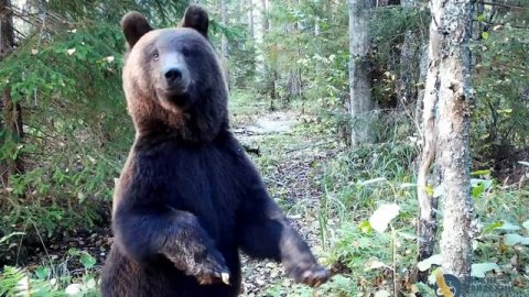 Любознательный мишка