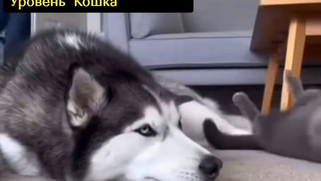 Курс манипуляции. Уровень "Кошка"