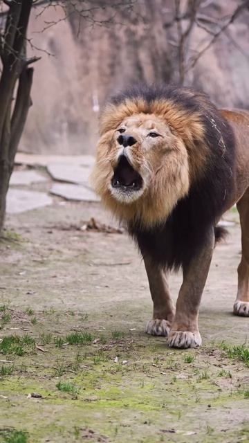 Этот лев приветствует посетителей зоопарка