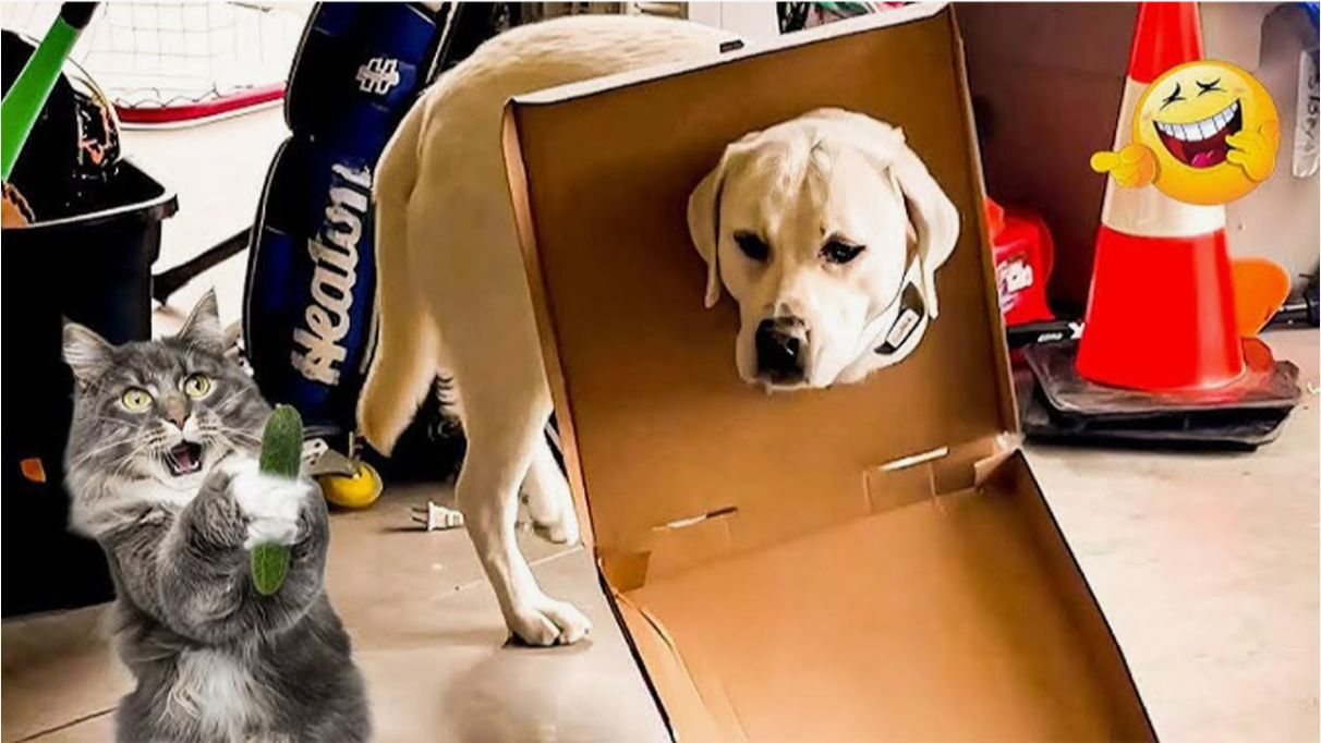 Лучшие смешные видео с кошками и собаками 😹🐶 Засмеялся — проиграл видео приколы смотреть всем)