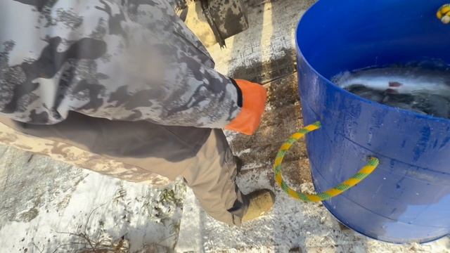 Форель к Новогоднему столу