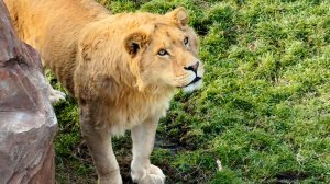 Прилетело Симбе и по голове, и по морде. Рыжик какой жадный был, такой и остался! Симба пугает львят