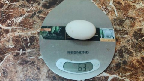 Курица Чешский доминант снесла второе яйцо. Чем кормлю форель, свинку, уток, кур в домашних условиях