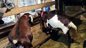 ВОТ И ЗИМА К НАМ ПРИШЛА!