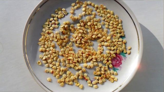 Советы по заготовке семян