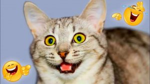 СМЕШНО ДО СЛЕЗ 😹😍 СМЕШНЫЕ КОТЫ, ЛУЧШИЕ ПРИКОЛЫ С КОТАМИ, СОБАКАМИ КОШКИ,СОБАКИ , ЖИВОТНЫЕ 🥰