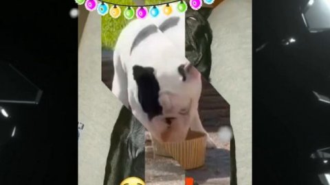 французский бульдог Прайм 6 новогодняя версия