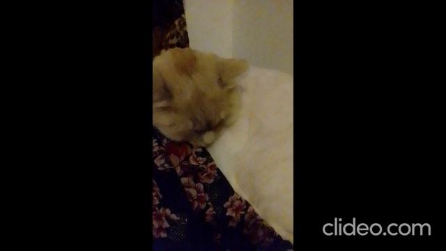 clideo_editor_9eb455a034e74342a6d1caa158e64d13