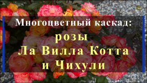 Многоцветный каскад: розы Ла Вилла Котта и Чихули