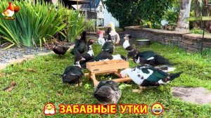 Забавные утки мускусные и пекинские на свободном выгуле со своими друзьями ч.(313) ❣️🤗😂