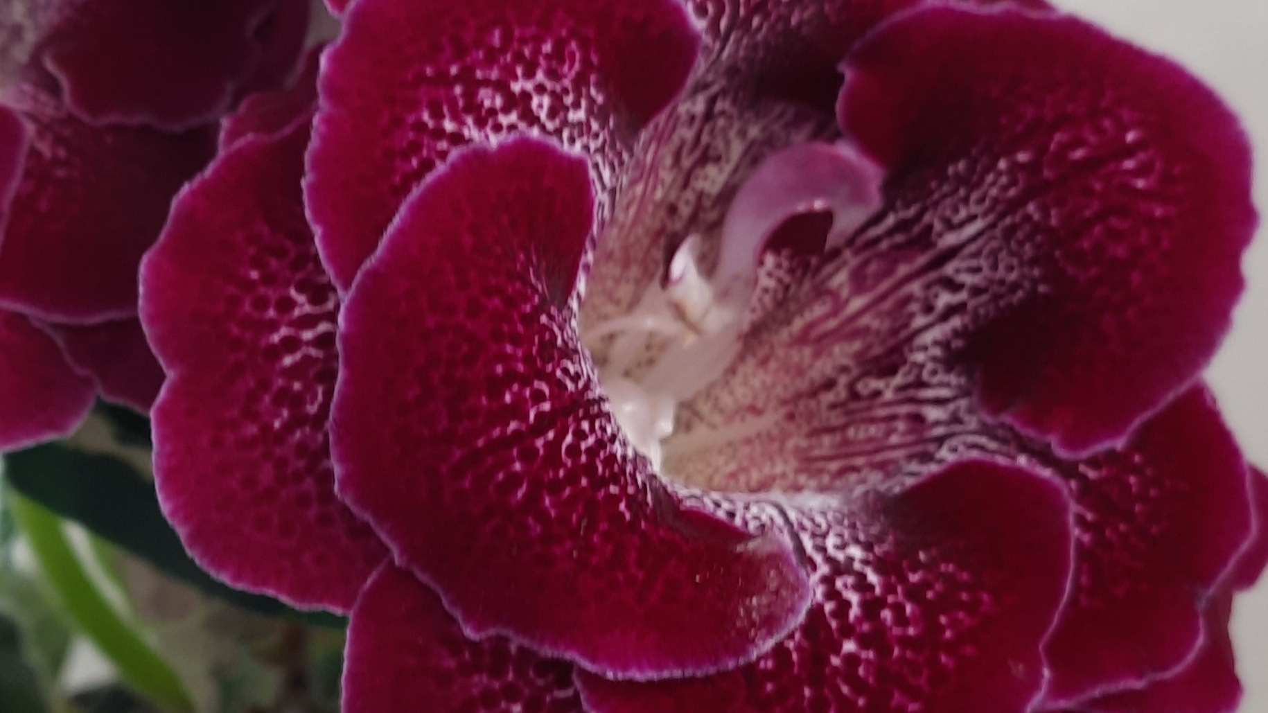 Процесс опыления глоксиний