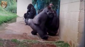 О редких животных мира:Горилла