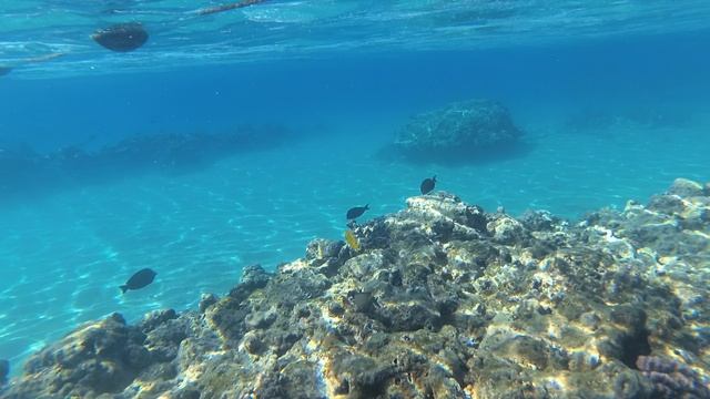 2025-11-17_091618 Рыбки Хирург, Ринекант, Зебрасомы ИмпЛещ