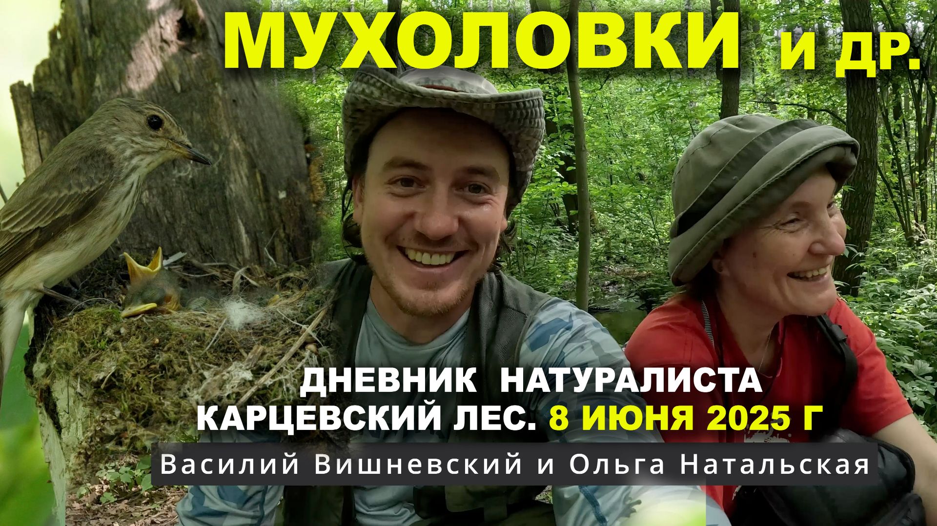 Птицы Карцевского леса. Дневник 8 июня 2025 г.