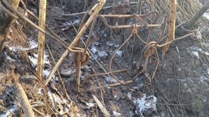 Как поймать бобра без приманки. Второй день