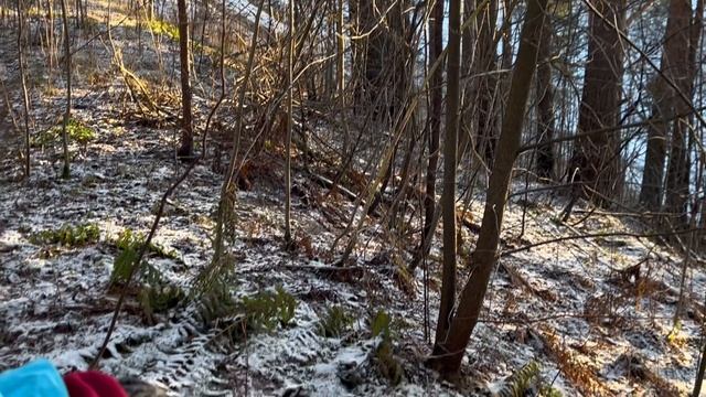 Колтуши в декабре. Спартак и костер