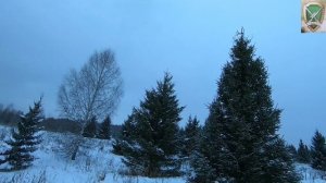 Загонная охота на лося 13.12.2025