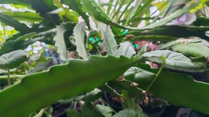 ПОКУПКИ ФИКС ПРАЙС С ЦЕНАМИ