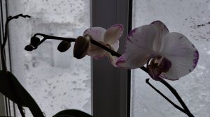 Зима 2025❄️🪻/13.12.25