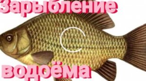 ЗАРЫБЛЕНИЕ КАРАСЁМ.