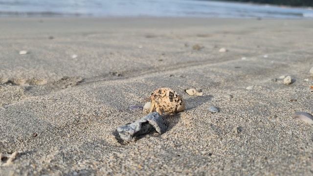 Крабы. Море.