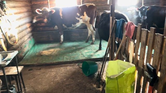 Продаём коров, разводим овец! Окотилась вторая Катумская овечка! Починили МТЗ! смотреть онлайн