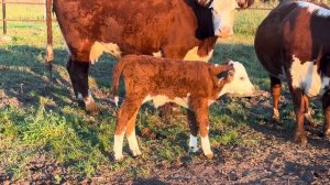 Строим новый навес для Быков! Еще один теленок у Герефордов! Все телята убежали, осенние гулянья!