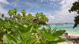 Бабочки острова Рача Таиланд