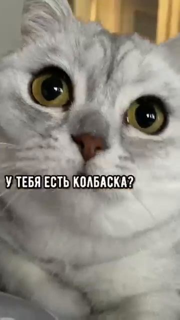 Милые котики для хорошего настроения