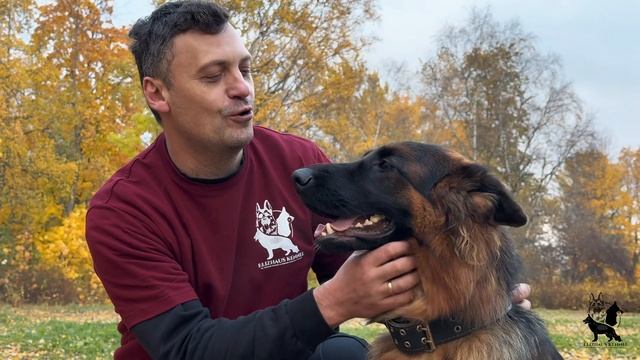 Питомник немецкой овчарки рабочих и "шоу" линий "ЭЛИЗХАУС"