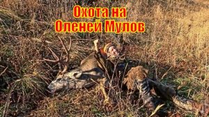 Охота на Оленей Мулов в Вайоминге