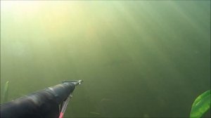 Подводная охота - Жерех на 5 кг и сомик в ловушке