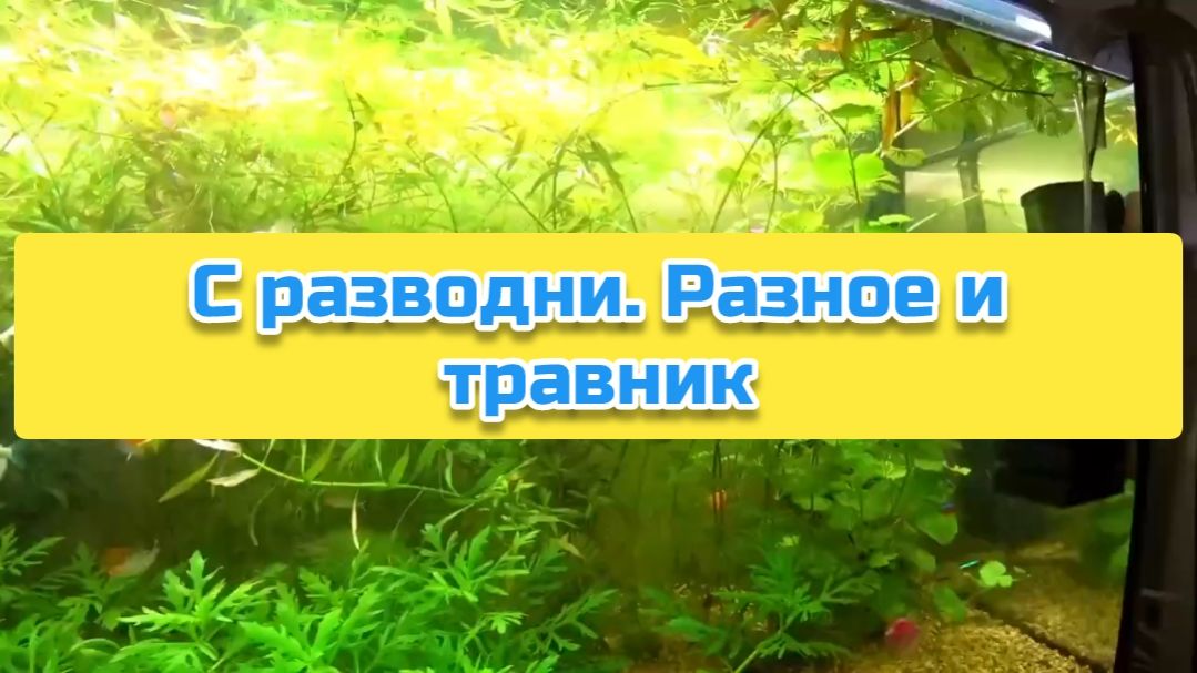 С разводни. Разное и травник