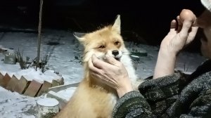 (1196 ) Четверг и пятница. Лиса приходит в гости. Декабрь 2025