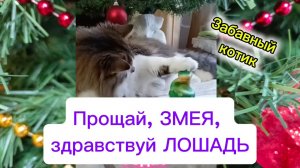 Прощай ЗМЕЯ, здравствуй ЛОШАДЬ! Забавный котик